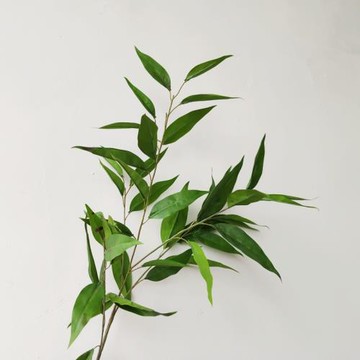 北歐風仿真桉樹葉圓葉桉尤加利仿真綠植花藝配材客廳插花垂葉