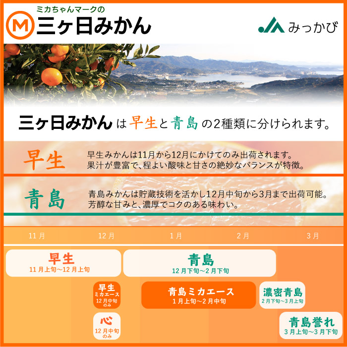 [予約 2023年12月5日-12月30日の納品]  三ケ日みかん 青島 約4kg L 静岡県産 産地箱 冬ギフト お歳暮 御歳暮