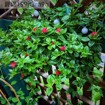 現貨🌿【穿心蓮種子】（500粒）🌿四季種植 中草種子 小院陽台種子 高發芽率 可盆栽地栽 可觀賞植物種子 新手懶人種植