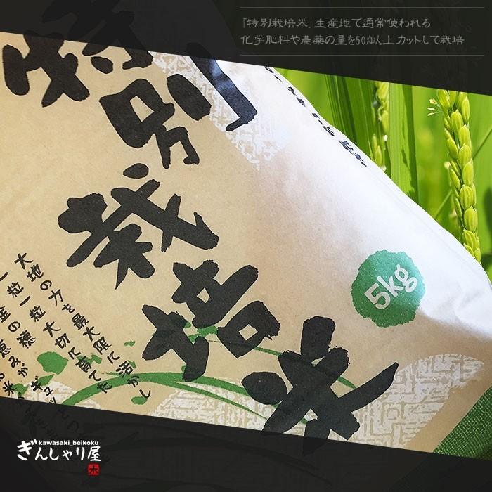 新米 米 10kg 5kg×2袋セット お米 ななつぼし 北海道産 特別栽培米 白米 令和5年産 送料無料