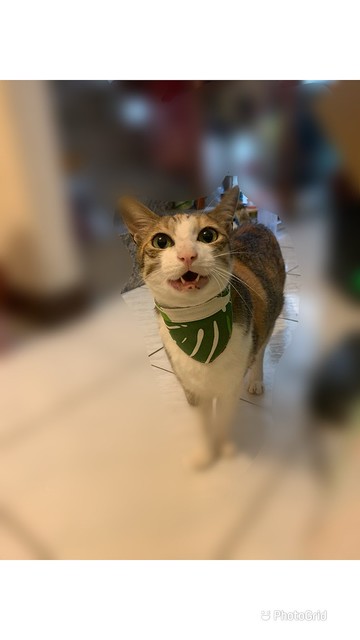 客製訂單【交換禮物】