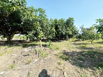 楠西市區都內農芒果園有水電、合法資材室｜台南市楠西區永興段