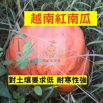 🌱早熟高產（越南紅南瓜種子NG-32）對土壤要求低 金瓜  易生長  高產 抗病抗旱易種植 高產爬藤蔬菜種子#果菜類