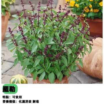 【台灣現貨】九層塔種子 羅勒 Basil 香料植物 自己種最新鮮 打拋葉 三杯雞必備 陽台盆栽 好種易活 廚房香草