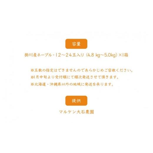 ふるさと納税 静岡県 掛川市 ５２０２　掛川産ネーブルオレンジ（１２から２４玉・約4.８ｋｇ〜5ｋｇ）×１箱　令和６年1月中旬からの発送です（ギフト）マル…