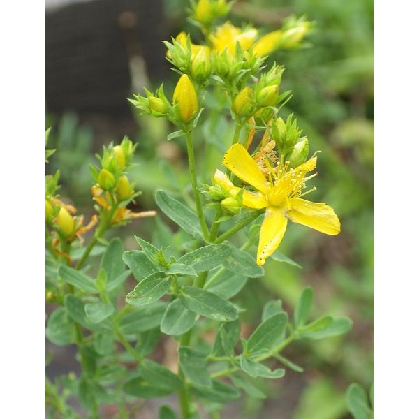 セントジョーンズワート セイヨウオトギリソウ ハーブ苗 9vp 3号ポット St.John's Wort ハーブ苗専門店 通販 LINE