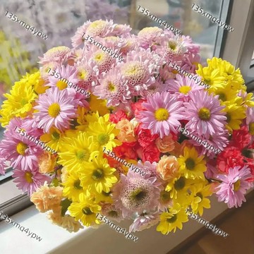 台灣現貨 小雛菊種子大全（500粒）洋甘菊種子 天真浪漫 小雛菊 種子 開花機器 室內陽臺庭院花卉 菊花種子盆栽小菊花種