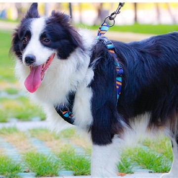 新款 夏天透氣狗背帶 大型犬工型狗胸背帶 防爆衝狗胸背 大型犬狗狗胸背帶 狗背心式胸背 中小型犬牽引繩371
