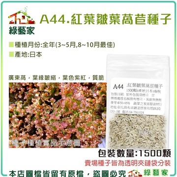 A44.紅葉皺葉萵苣種子1500顆(進口種子.廣東萵.葉緣皺縮.葉色紫紅.質脆)葉菜類種子【綠藝家】