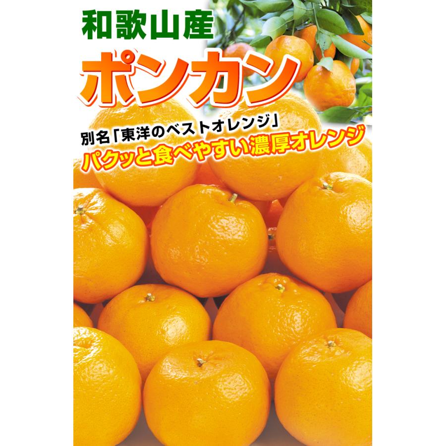 みかん 10kg 紀南のポンカン 和歌山産 ご家庭用 送料無料 食品