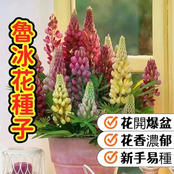 💥台灣發貨💥【魯冰花種子】羽扇豆 高挑花穗彩虹混色 多年生花卉 庭院陽台景觀 易栽種 改善土壤  開花期長