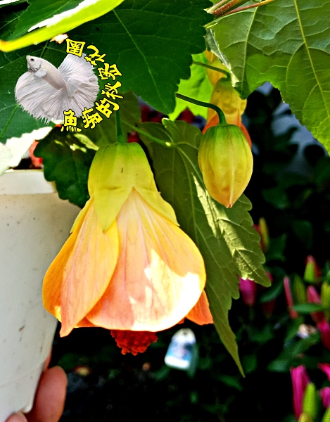 花卉30