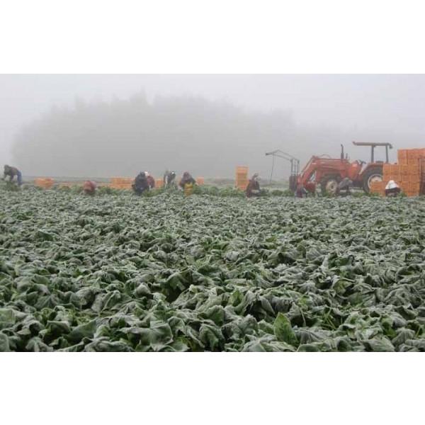 乾燥野菜 ほうれん草 ベンリベジ 無添加