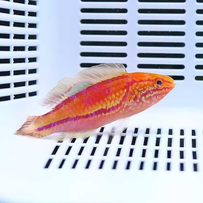 サンプル】ピンテールラスフェアリーラス 雄より 6-8cm± (A-3963) 海水魚 サンゴ 生体 | LINEブランドカタログ