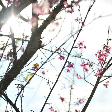 【講茶】蜂蜜熟果香-青心烏龍 蜜香烏龍(150g)