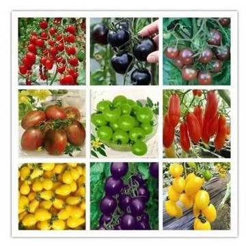 ✨台灣現貨 超多款四季番茄種子，紅聖女果、黃聖女果、瀑布小番茄，陽臺盆栽，家庭菜園西紅柿蔬菜種子