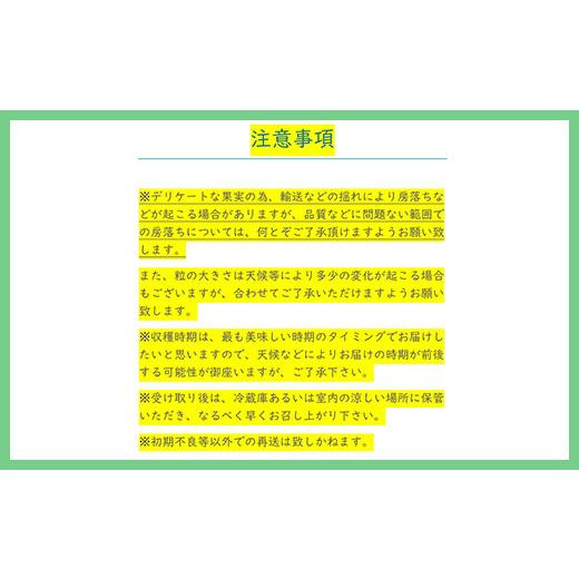 ふるさと納税 山梨県 富士川町 2024年発送分 シャインマスカット 2〜3房（約1.2kg） フルーツ 山梨 くだもの 大粒 人気 厳選 ブドウ ぶどう 葡萄 …