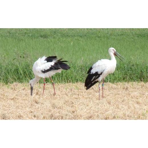 ふるさと納税 兵庫県 豊岡市 幸せ運ぶ コシヒカリ 2kg（白米）×6回 兵庫県豊岡市産