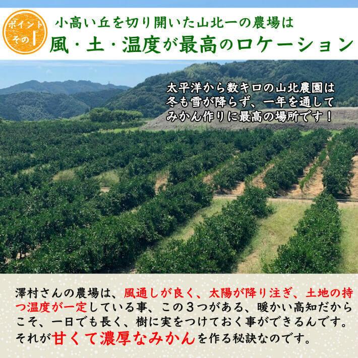 山北みかん 減農薬 優品 約10kg 生産者限定 温州みかん お歳暮 高知県産