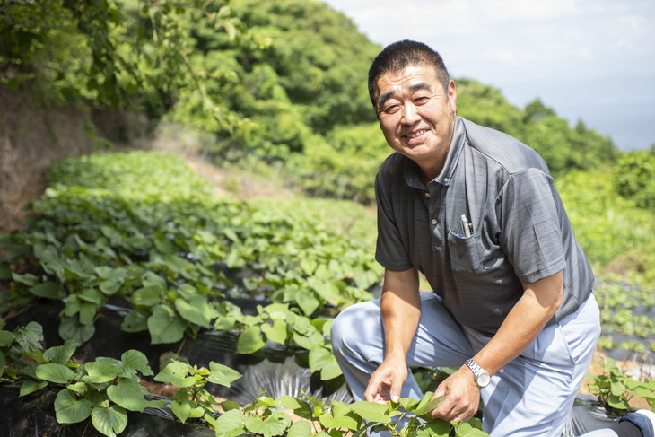 べにはるか 生芋（2.5kg）| 紅はるか さつまいも サツマイモ 産地直送 ※2023年12月上旬～2024年4月下旬頃に順次発送予定