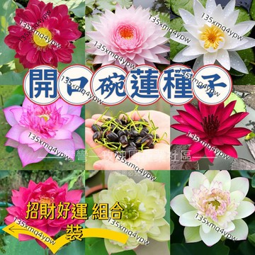 💥台灣熱銷💥開口碗蓮種子【多色款式50粒組合裝】蓮花 荷花 睡蓮種子 遇水則發 發芽率高 招財好運 陽臺庭院觀賞花卉種子