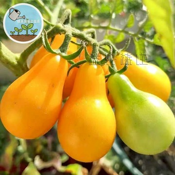 梨形番茄種子 雞蛋番茄  FQ45 FQ10 特選品種 鮮食沙拉首選 陽台盆栽 家庭菜園 豐產好種 酸甜多汁