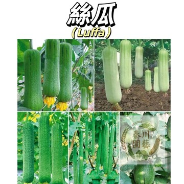 現貨🔥絲瓜種子｜煮湯退火、菜瓜布自己種｜陽台攀藤綠蔭超涼快｜產量超高、新手不失敗 高產蔬菜種子#食用蔬菜種籽