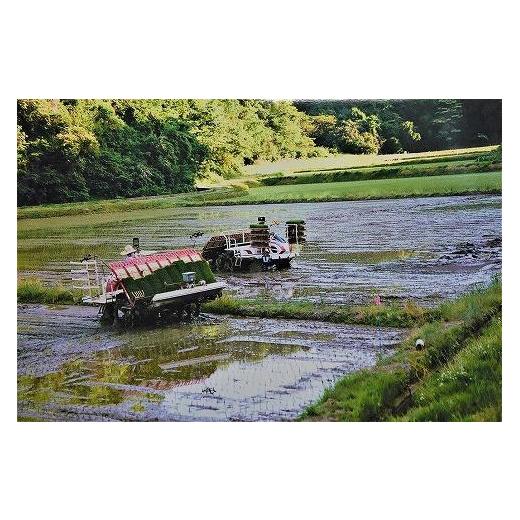 ふるさと納税 新潟県 上越市 新潟上越産お米食べ比べセット15kg(5kg×3品種)