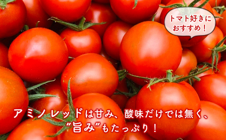 甘さと旨味がたっぷり！フルーティーな中玉トマト（アミノレッド）1kg 約30～35玉入　川村農園