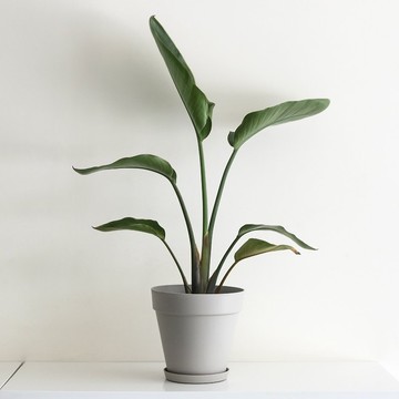 Bird of Paradise 天堂鳥大型室內植栽_荷蘭設計極簡霧面盆