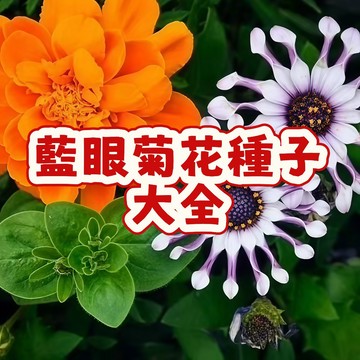 🔥🔥現貨 13款 藍眼菊花種子 當季新籽  發芽率高 產量高  新手易種植   陽台庭院盆栽  #自留種