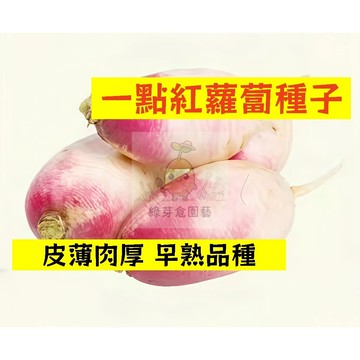 🌱【現貨-隔日到店】🥕一點紅蘿蔔種子 LB-9 皮薄肉厚 早熟品種 適應性廣 生長期較短 菜頭 田園庭院盆栽蔬菜種子