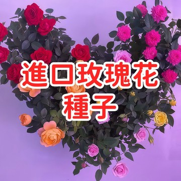 【進口玫瑰花種子】 台灣適種品種 居家園藝盆栽花卉 鮮花種植易種活 觀賞植物送禮自用 園藝推薦陽台庭院裝飾 新手友善高發