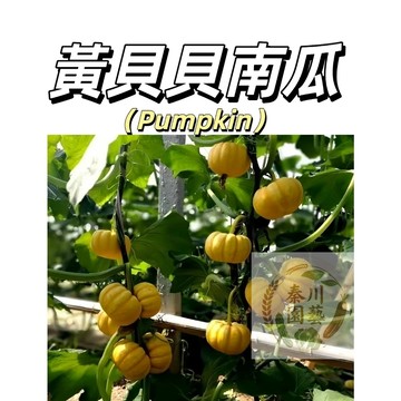 嘉義現貨（黃貝貝南瓜種子NG-3 ）黃色迷你栗子南瓜種子板栗南瓜粉糯老南瓜香甜#農家自留種爬藤蔬菜種子
