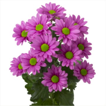 【台灣現貨】翠菊種子｜色彩繽紛 花期長久｜切花瓶插 陽台首選｜耐寒好種 新手必備｜綠化療癒 新手易種 易爆盆花#花海類