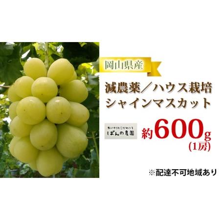 ふるさと納税 ぶどう 2024年 先行予約 シャイン マスカット 1房 約600g  減農薬／ハウス栽培 ブドウ 葡萄  岡山県産 国産 フルーツ 果物 ギフト .. 岡山県玉野市