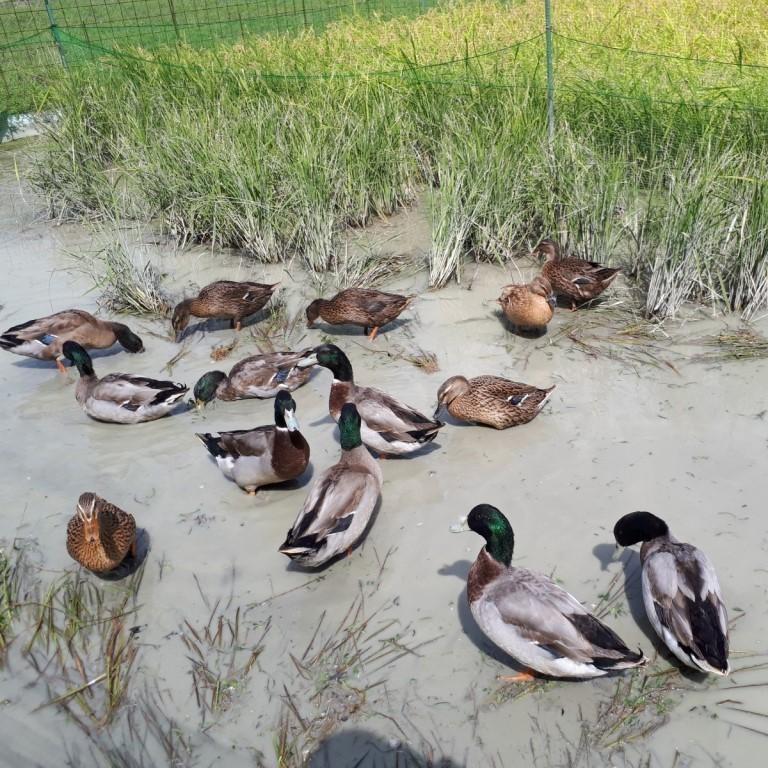 はせ掛けした合鴨米　15kg　玄米 　アイガモ米 　合鴨米　はせ掛け米　自然乾燥 　天日乾燥　農薬不使用　化学肥 料不使用　自然栽培　無農薬