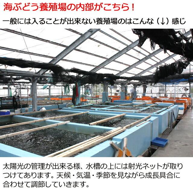 海ぶどう 沖縄産 100g 天皇杯受賞(クビレヅタ：海水入り海ブドウ) うみぶどう 専用タレ付  送料無料