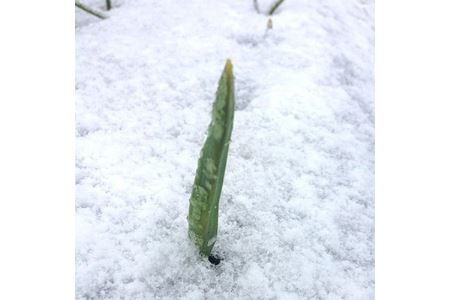 青森県産「雪下　黒にんにく」 100g×2個_A1-116