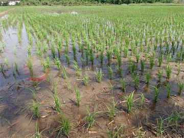 台鐵紅線皮寮段美農地｜桃園市桃園區皮寮段