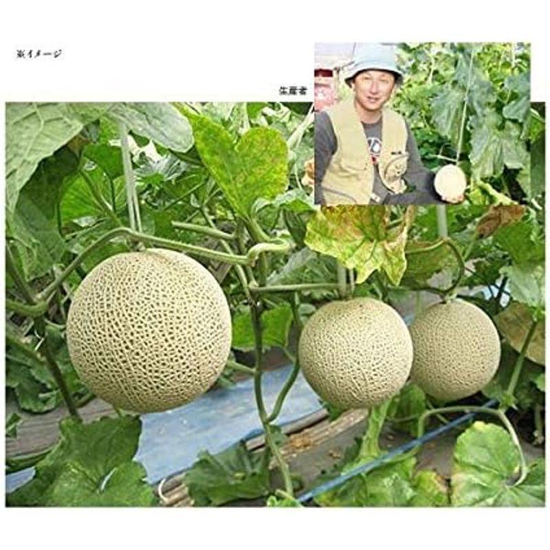 メロン マスクメロン 1玉 1.5kg 贈答用「果物の王様」百貨店品質の高級品・プレゼント 果物 敬老の日 感謝 母の日 父の日 お中元 お