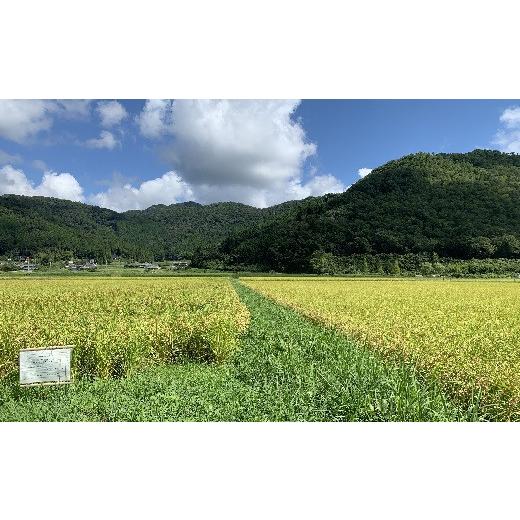 ふるさと納税 兵庫県 丹波篠山市 新米！抜群の味と香り　特別栽培米　丹波篠山産コシヒカリ5kg×4