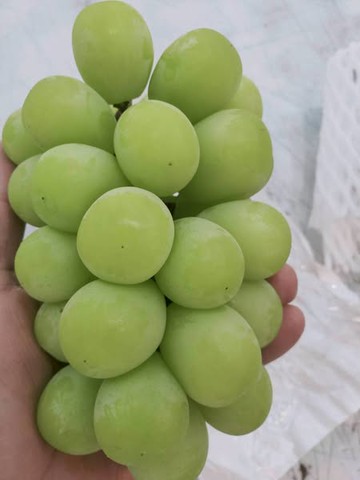 秋脆綠葡萄