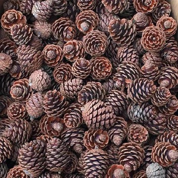 苔鑽🍀天然松果/創意/手工diy材料/花材/拍照道具/擺設裝飾品/居家飾品/盆栽/造景/空氣清淨