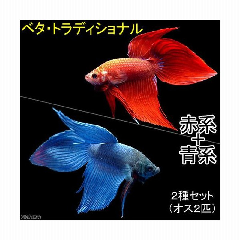 熱帯魚 ベタ トラディショナル 赤系 青系 ２種セット オス ２匹 各種１匹 北海道航空便要保温 通販 Lineポイント最大0 5 Get Lineショッピング