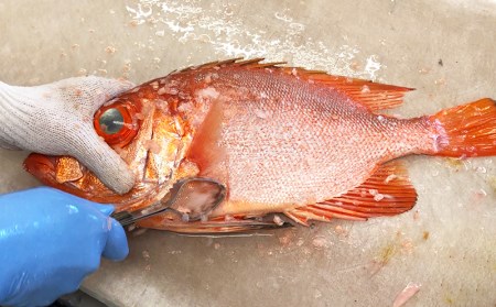 おまかせ鮮魚セット（約4kg）