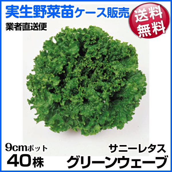 野菜苗ケース販売 サニーレタス(青） グリーンウェーブ 2024年1月発送 1ケース(40株入) 送料無料  業者直送便