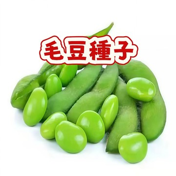 次日達-（毛豆種子）當季新籽 撒土就活 易種植  產量高  營養豐富  粒大包滿  軟糯香甜 新手易種植 #超優惠