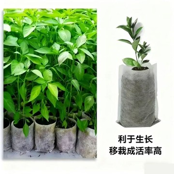 🛒臺灣24h🌳咖啡育苗袋營養袋一次性果樹營養體植樹袋加厚塑料果樹苗培育袋子