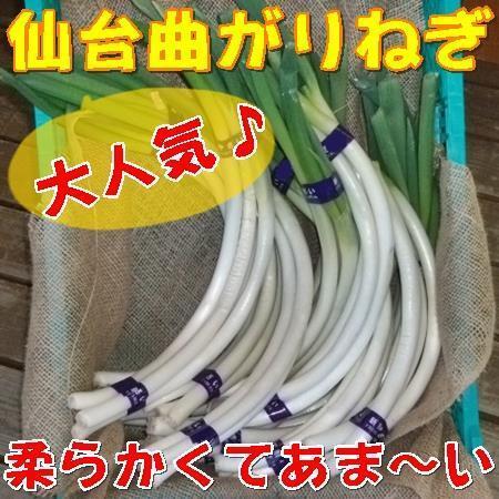 新鮮野菜 みやぎ伝統野菜 仙台曲がりねぎ　４Ｋｇ 箱　宮城県仙台産 送料無料 産地直送